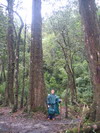 Hoang Lien forest. Click to see full size image